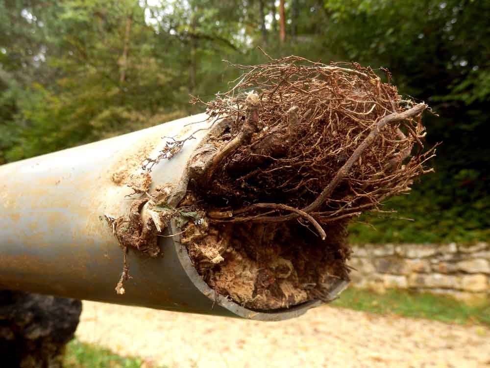 Drain clogged with tree roots Drain clogged with tree roots