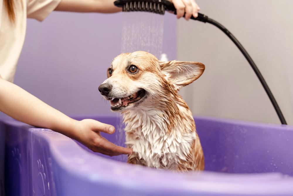 drain cleaning pet in the bath Chesterfield, VA
