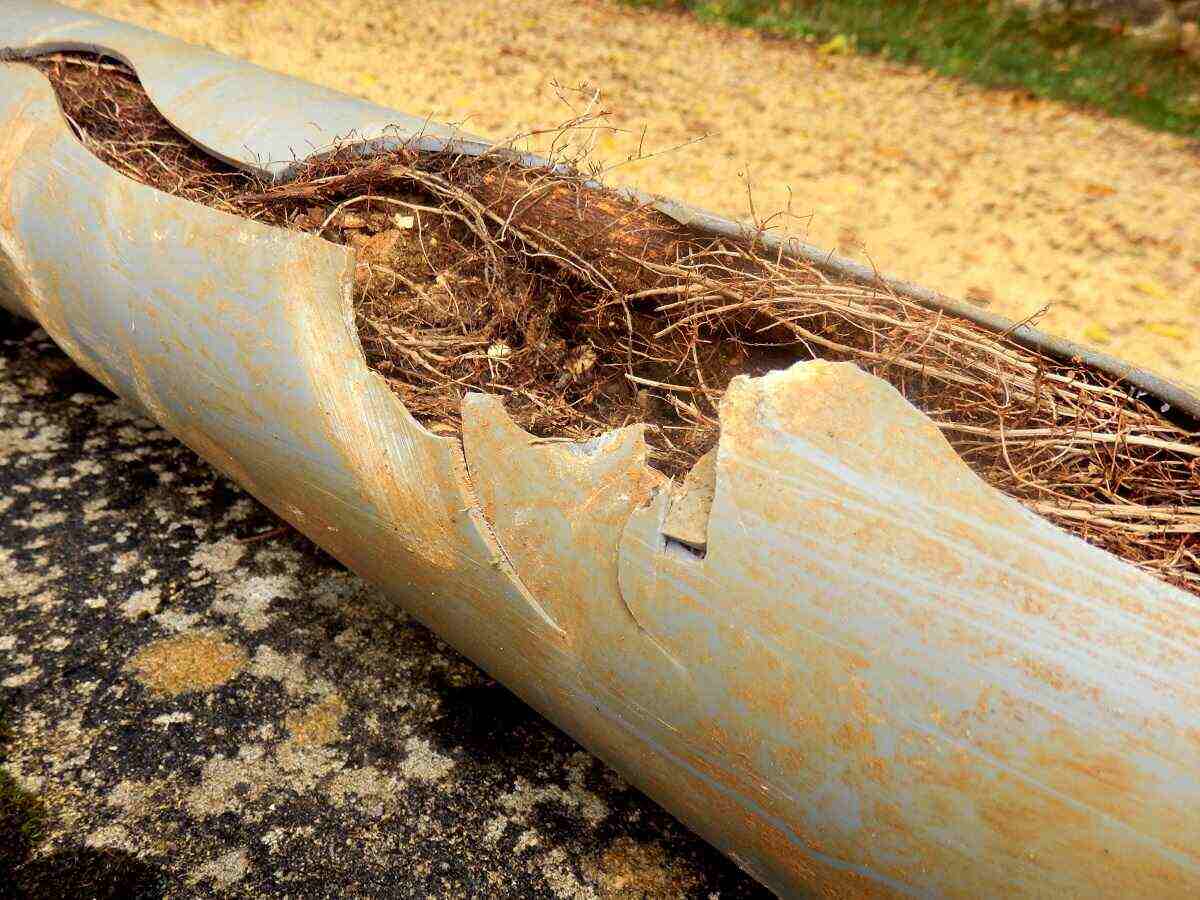 tree roots in pipe tree roots in pipe
